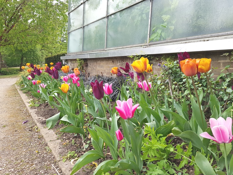 Garden Tulips Oxford