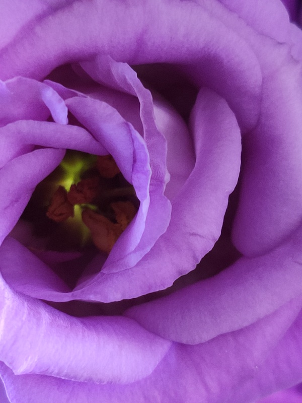 Flowerphotography Purple Flower